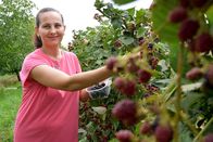 Zu Tisch ... – Schwiegertochter Tamara pflückt Brombeeren.
