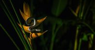 Tod bei Nacht – Costa Rica - Eine weiße Wimpernviper auf einer Blume.