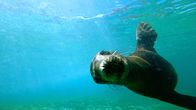 Bronx Zoo - Tierpark der Superlative – Sea lion in water.