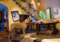 Marmaduke – Ein neues Leben in Kalifornien wartet auf Marmaduke (l.) und Carlos (r.) ...