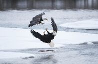 Alaska - Im Land der Bären – Zwei Weißkopfseeadler kämpfen um den letzten verbliebenen Lachs am Chilkat River.