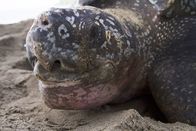 Wilde Inseln – Trinidads älteste Besucher - die Lederschildkröten