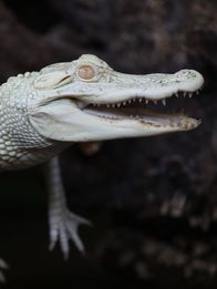 Das Atlanta-Aquarium – Albino Alligator