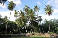 Stadt Land Kunst – 1888 erreichte Robert Louis Stevenson auf dem Schoner „Casco“ die Marquesas, eine verlorene Inselgruppe im Pazifik. 1896 erschien sein Reisebericht „In der Südsee“, der eine dem Niedergang geweihte Welt beschreibt.