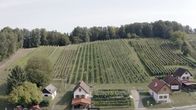 Landleben – Uhudler Weingarten am Hochkogl in Eltendorf.