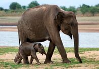 Elstners Reisen – Es gibt Hoffnung für die Elefanten Sri Lankas: Dieses in Freiheit geborene Baby erblickte während der Dreharbeiten das Licht der Welt – es ist die Tochter von ausgewilderten Elefanten.