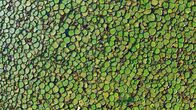 Unser grüner Planet – Riesenseerosen sind äußerst erfolgreich und haben von einer Wasserfläche im Pantanal-Feuchtgebiet in Brasilien praktisch alle anderen Pflanzen verdrängt.