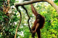Wanderungen im Tierreich – Borneo: Orangutan - Orangutans are the only ape that is strictly arboreal. They are the largest mammals that live exclusively in trees.