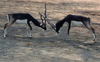 Animal Fight Club – Schwarzböcke konkurrieren um kleine Territorien, die sie nutzen, um Weibchen anzulocken. Sie stürzen sich mit ihren langen, gebogenen Hörnern aufeinander und prallen mit einer Kraft von 100 Pfund aufeinander. (Bildnachweis: