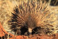 Australien – Der Ameisenigel ist wie das Schnabeltier ein eierlegendes Säugetier. Mit unserem Igel ist er nicht verwandt.