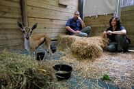 Bronx Zoo - Tierpark der Superlative – Jose Vasquez and Karen Ingerman check up on the baby gazelle.
