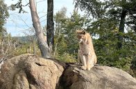 Elstners Reisen – Nach 200 Jahren kehrt der ehemals ausgerottete Luchs zurück in den Harz – Dank aufwändiger Auswilderungsaktionen.