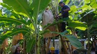 plan b – Auf den Farmen von Dominique Bananas im kolumbianischen Santa Marta werden Bananen in Papier statt in Plastiksäcken geschützt