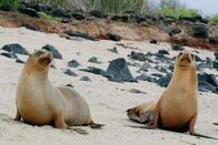 Der Humboldt-Strom – Über Millionen von Jahren entwickelte sich auf den Galapagos-Inseln, weitab vom Festland, eine spektakuläre Fauna mit endemischen Arten, wie den Galapagos-Seelöwen.