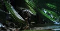 Tod bei Nacht – Costa Rica.