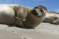 Wilde Ostsee – Seehunde auf den einsamen Sandinseln im dänischen Kattegat