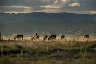 Chinas wilde Königreiche – Qinghai, China - Kiang-Herde auf einem Grasland-Plateau mit Sonne auf dem See und Bergen im Schatten im Hintergrund.