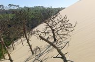 Strände Europas – Auf ihrem Weg ins Landesinnere begraben die Sandmassen sogar ganze Bäume.