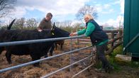 Die Ernährungs-Docs – Eine Herde als Hobby: 14 Dexter-Rinder hält Familie K., die Idee dazu hatte Brittas Sohn Marc. Sie selbst würde gerne mehr helfen, kann aber inzwischen nicht mal mehr den Stall ausmisten.