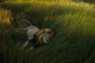 Die Zaubertricks der Tiere – Der Serengeti-Nationalpark in Tansania. Die "Killer", ein Zusammenschluss von 4 Männchen, die mit ihrem Rudel verwandt sind. Einer der "Killer" im Kibumbu-Sumpf. Nach Sonnenuntergang brüllten sie auf ihrem Weg durch das Barafu-Gebiet, dann in der Nähe des Camps 4 und bei Sonnenaufgang zurück zum Semetu-Kopjes.