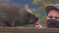 Alaskas Wildtier-Retter – Animal Keeper Jamie Kelly feeds Heath, a three-legged porcupine, at the Alaska Wildlife Conservation Center. (National Geographic)