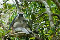 Wilde Inseln – ZANZIBAR -In Jozani, Red Colobus eat charcoal to aid the digestion of exotic leaves. This learned behavior is passed down from mother to young through imitation. (photo credit: Off the Fence/Richard Kirby)