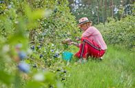 Tietjen campt - der Roadtrip – 5. Elena Uhlig pflückt Blaubeeren in der Lüneburger Heide.