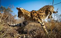 Planet Erde II – Ein Serval in der Savanne Südafrikas hat sich fantastisch an die hohe Graslandschaft angepasst. Die größte Kleinkatze Afrikas entwickelt eine erstaunliche Sprungkraft, hat überproportional lange Beine und riesige Ohren.