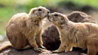 Tierische Rebellen – Gunnisons Präriehunde