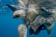 Costa Rica - Der Natur zur Seite stehen – Costa Rica - Der Natur zur Seite stehen (2020)