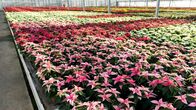 Wie geht das? – Pflanzen mit anderen Blattfarben, rosa etwa, verkaufen sich auch schon gut im Herbst
