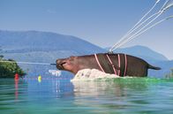 Athleticus – Das Flusspferd beherzigt beim Parasailing leider nicht alle Sicherheitsvorschriften 