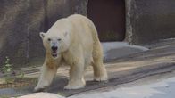 Bronx Zoo - Tierpark der Superlative – Polar Bear