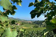 Das Piemont - Genuss am Fuße der Alpen – Weinberge im Piemont rund um den Ort Barolo.