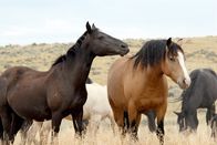 Expeditionen: Mustangs - lebende Legenden – Wilde Reise mit Erich Pröll: "Mustangs - Lebende Legenden: Die aus der Wildnis kommen", Der Film von Erich Pröll zeigt die Ursprünge der Mustangs, Andalusier und Berberpferde und wie diese Pferde nach Amerika kamen. Und wie sie sich bis heute entwickelt haben. In den größten registrierten Pferderassen der Welt, den Quarter- und Paint Horses, steckt noch immer viel Mustangblut. Diese Verbände mit Sitz in Texas, Amarillo (Quarter) und Fort Worth (Paint) werden dokumentiert und der Bezug zu den Mustangs gezeigt. Wie und wo leben diese Wildpferde heute, die Familienverbände (Bands), das Verhalten der Herde, das wird anhand von beeindruckenden Bildern der verschiedenen Herden in Wyoming, Montana und Colorado gezeigt. Und dann startet das wichtigste Ereignis im "Pferdeleben" des Erich Pröll. Es findet ein Gathering (auch Round up), ein Einfangen mehrerer Herden von Wildpferden statt. Der Weg zu einem Mustang beginnt.
