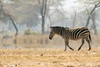 Tierisch alt! – Zebra in Kenia