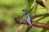 Kolumbien – Ein Kolibri im Nationalpark Los Nevados: In den Anden gehören sie zu den Hauptdarstellern.