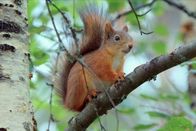 Wilde Paradiese – FINLAND - Weighing around 300 grammes, Red squirrels are light enough to reach the tallest, thinnest branches. This allows them to exploit all the food in the forest. They will eat everything from bark to mushrooms. (Photo Credit: Off the Fence/John Waters)