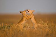 Wildes Indien – Gir-Nationalpark, Gujarat, Indien: Zwei Wüstenfüchse ringen im schwindenden Sonnenlicht im Gir-Nationalpark mit einander.