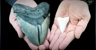 Mythos - Die größten Rätsel der Geschichte – Der Urzeithai Megalodon war das gefährlichste Raubtier der Meere.