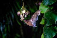 Unser grüner Planet – Eine Blattnasen-Fledermaus aus Mittelamerika trinkt den Nektar einer Blüte und bestäubt die Pflanze dabei.