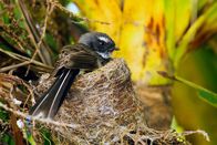 Wildes Neuseeland – Fächerschwänze gehören zu Neuseelands kleinsten und wendigsten Vögeln. Über den Thermalquellen von Rotorua, im Norden Neuseelands, sammeln sie Mücken aus der dampfenden Luft und brüten in nahe gelegenen Büschen