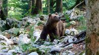 Expeditionen: Die Rückkehr der Bären – Braunbär in Slowenien.