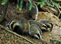 Netz Natur – Der Nase nach: Schon ganz kleine Jungdachse erkunden ihre Umgebung mit der Nase.
