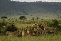 Clans der Raubtiere – The Sausage Tree Pride of lions stands and surveys their land. (Wild Earth TV/Tayla McCurdy)