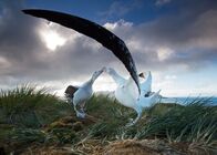 Der Blaue Planet – Der Wanderalbatros lebt auf großer Schwinge. Der größte Seevogel der Welt hält mit einer Flügelspannweite von dreieinhalb Metern einen einsamen Rekord.