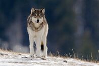 Nationalparks der USA – Wolf im Schnee "Yellowstone-Nationalpark".