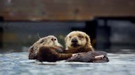 Wilde Tierbabys – Der kleine Südseeotter braucht beim Schwimmen noch Hilfe von seiner Mutter