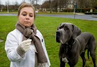 Tatort – Dass der Hund in der Größe eines Kalbes den Pathologiealltag ganz schön durcheinander bringt, nimmt Silke Haller alias „Alberich“ (ChrisTine Urspruch) mit Humor. Schließlich hat sie sich schnell an den Kalbswürstchen fressenden Riesenhund mit erhöhtem Auslaufbedarf gewöhnt.