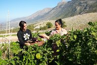 Zu Tisch ... – Zu Tisch Südalbanien Orieta und Dhurata Daupaj ernten Auberginen. Copyright: SRF/Marina Maisel